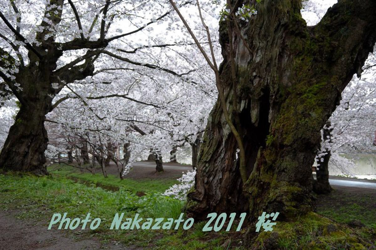 弘前城の桜